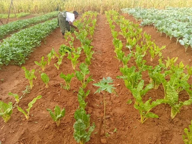 Mazingira Youth Voice Project